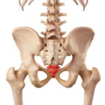 Coccydynia (Coccyx Pain)